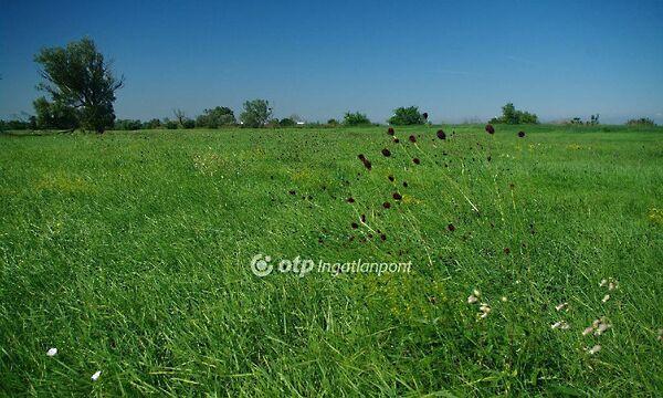 Széchenyi, Székesfehérvár képe
