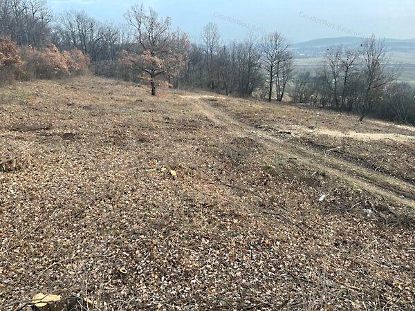 Balatonszőlős 3. képe