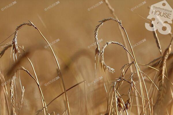 Pless, Csemő 2. képe