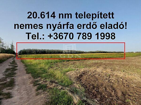 Telepített erdő, Hajdúnánás 3. képe