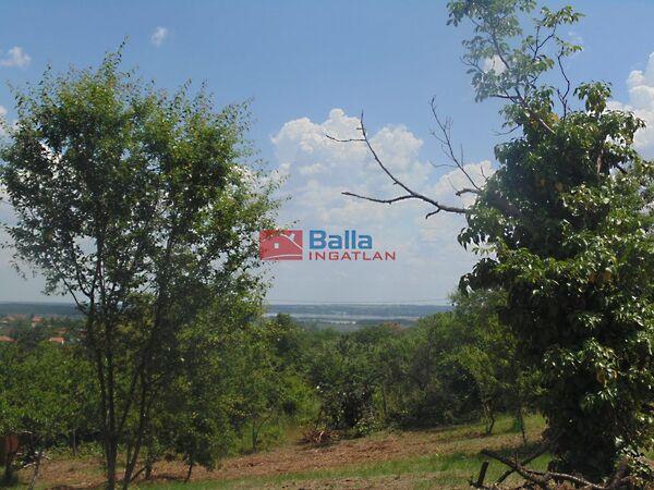 Szegfű, Pákozd 2. képe