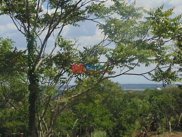 Szegfű, Pákozd képe