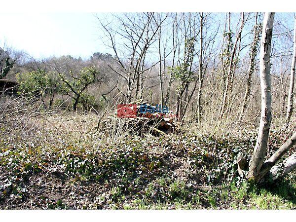 Szőlőhegy, Pázmánd 3. képe