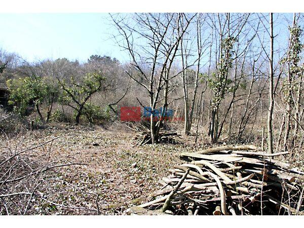 Szőlőhegy, Pázmánd 2. képe