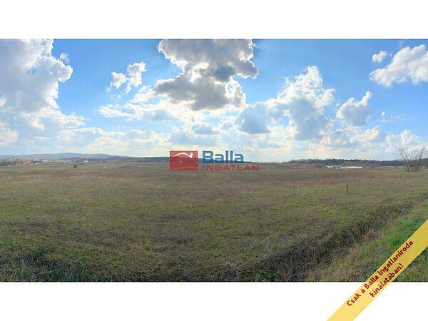 Fürj, Őrbottyán 2. képe