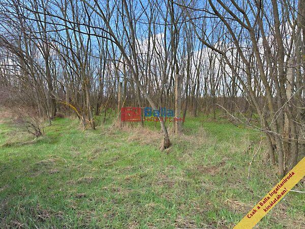 Fürj, Őrbottyán 3. képe