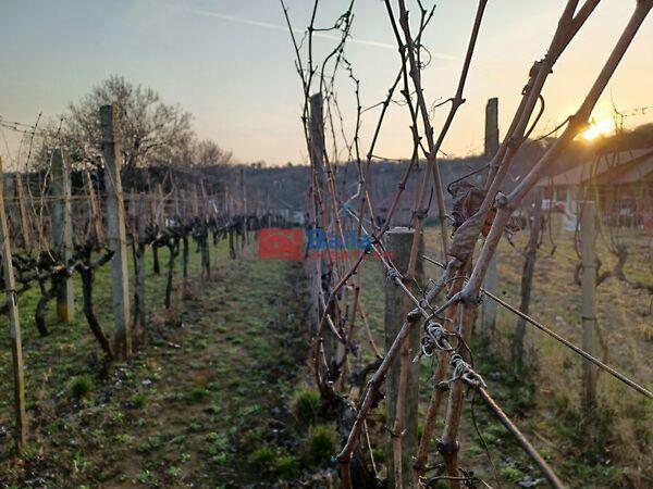 Bágyomi, Pázmánd képe