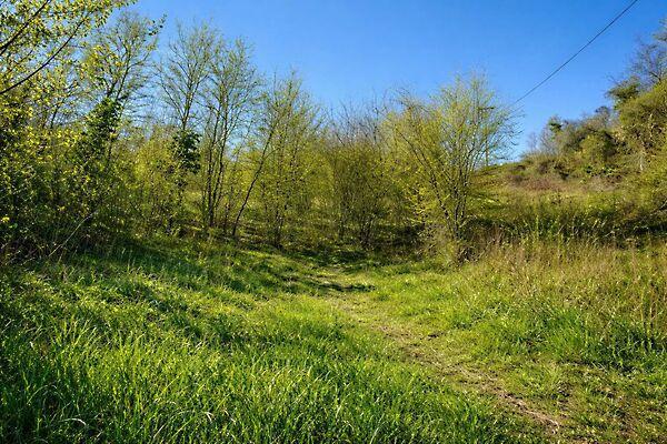 Kehidakustány 2. képe