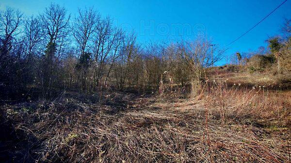 Kehidakustány 3. képe